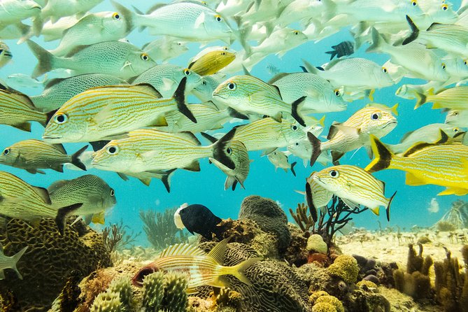 Half-Day Scuba Diving in Playa del Carmen for Small-Group - Morning vs afternoon times: which reef plan fits your cert
