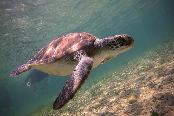 Half-Day Scuba Diving Tour - Discover Scuba Diving! - Discover Scuba in Paphos: what you’re actually doing