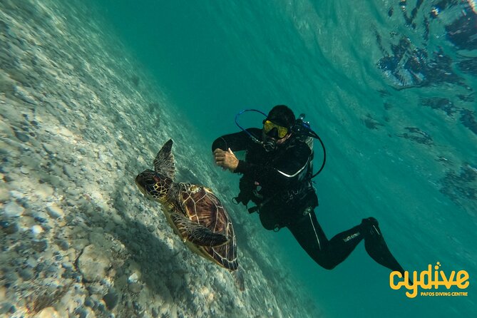 Half-Day Scuba Diving Tour - Discover Scuba Diving! - What to expect at the Roman Wall: amphorae, anchors, and possible turtles