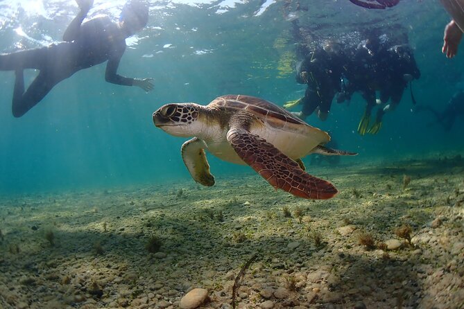 Half-Day Scuba Diving Tour - Discover Scuba Diving! - Price and value: is $100.37 worth it?