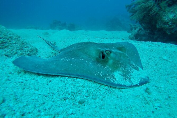 Half Day Scuba Diving Trip in the Florida Keys - Stop 2: Molasses, French, or Elbow Reef for a second look