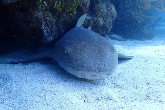 Half Day Scuba Diving Trip in the Florida Keys - The crew and onboard vibe: what matters more than names