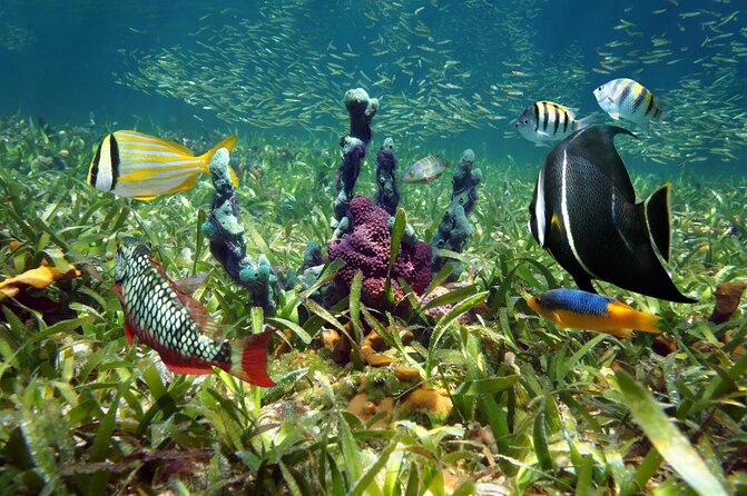 Half-Day Small-Group 2-Tank Scuba Dive in Key Largo (CERTIFIED DIVERS ONLY) - Key highlights you’ll actually care about