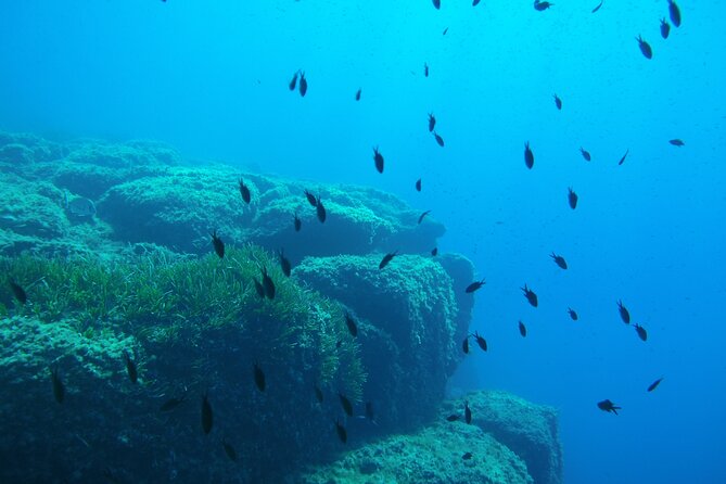 Half Day Snorkeling & Diving in Nice - The 3-Hour Flow: Boat Route, Briefing, Snorkel, Then Underwater Time