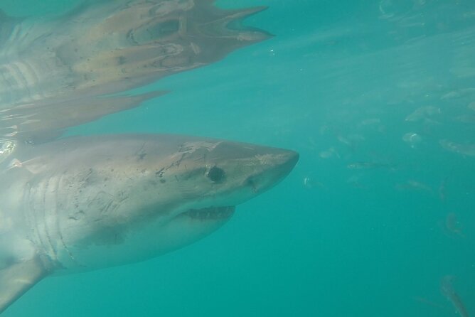 Half-Day White Shark Cage Diving from Gansbaai - Getting to Van Dyks Bay and the 7:00am start that works