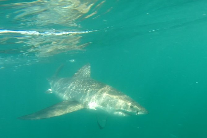 Half-Day White Shark Cage Diving from Gansbaai - On board: continental breakfast, refreshments, and a max-20 feel