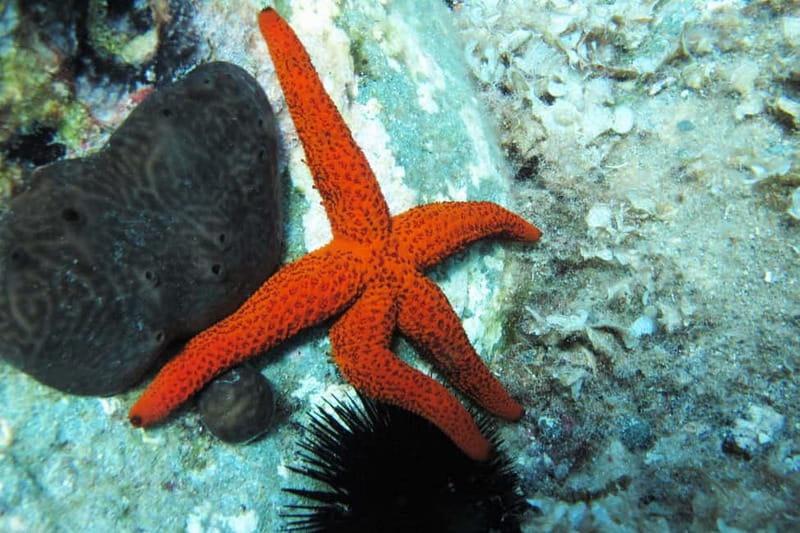 Halkidiki-Kassandra: Scuba Diving for Beginners - Land training: theory plus practical skills before you go down