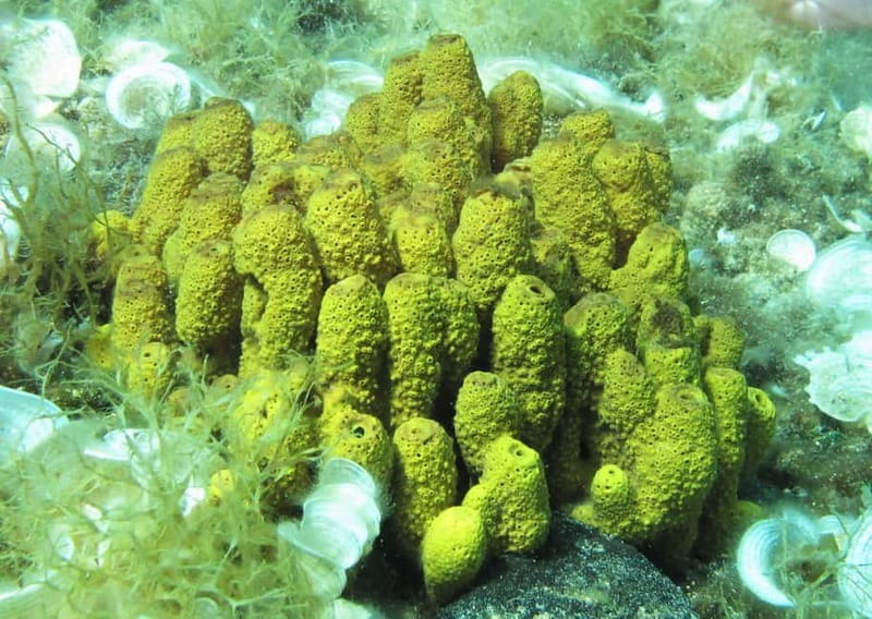Halkidiki-Kassandra: Scuba Diving for Beginners - Why the Kassandra underwater conditions matter for beginners