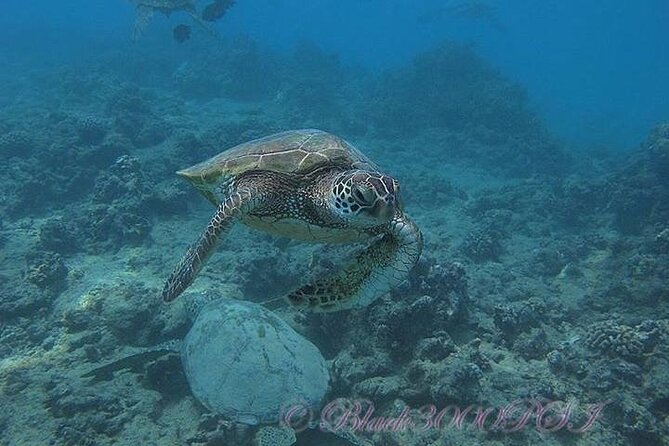 Hawaii DISCOVER Beginner + Certified 2 Tank Shallow Scuba Diving - Real Ocean, Two Tank Sessions: What Makes This Program Feel Legit