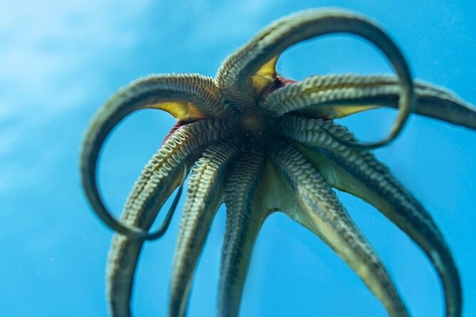 Hawaii DISCOVER Beginner + Certified 2 Tank Shallow Scuba Diving - Two Shallow Tank Sessions: Gear, Coaching, and Safety You Can Feel