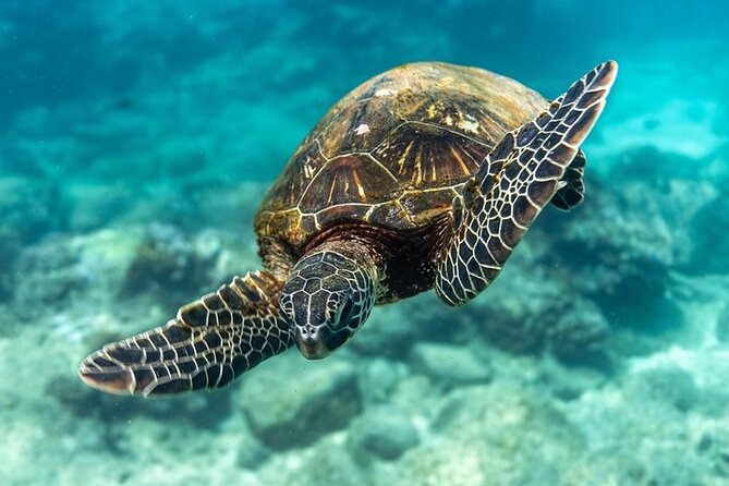 Hawaii DISCOVER Beginner + Certified 2 Tank Shallow Scuba Diving - Price and Value at $299: What You’re Really Buying