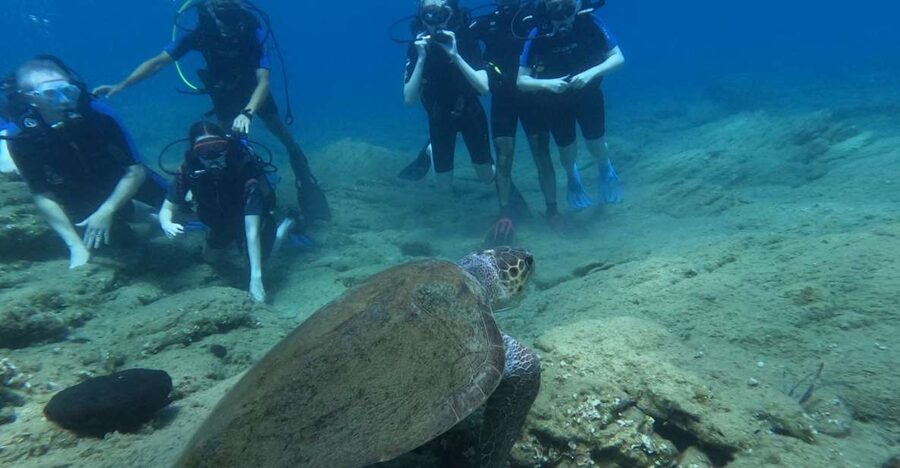 Heraklion: Beginner's intro dive w/2 Dives with transfer. - Key things to know before you go