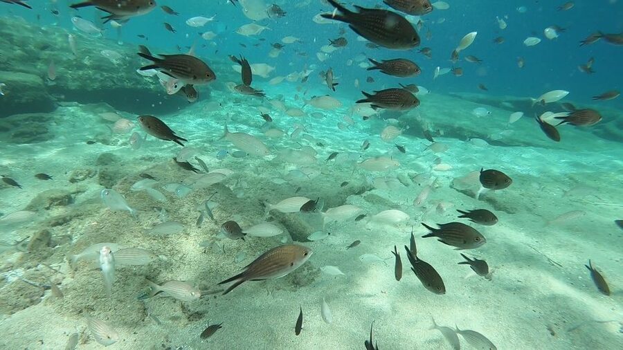 Heraklion: Beginner Scuba Diving Lesson with PADI Instructor - Agia Pelagia Bay: Your First Calm Open-Water Scuba Session (Max 6 Meters)