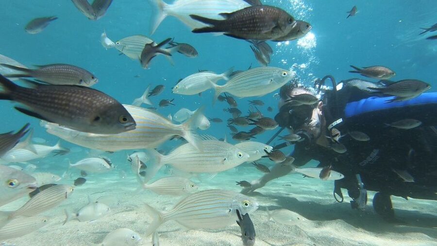 Heraklion: Beginner Scuba Diving Lesson with PADI Instructor - Price and Value: What $88 Gets You (and What Costs Extra)