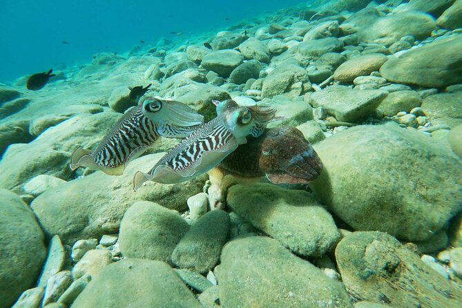 Heraklion: Scuba Diving Experience for Beginners - Equipment, insurance, and the SSI Try Scuba value