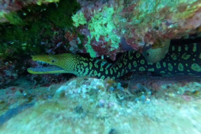 Heraklion: Scuba Diving Experience for Beginners - Marine life close to shore: small fish, octopus, morenas