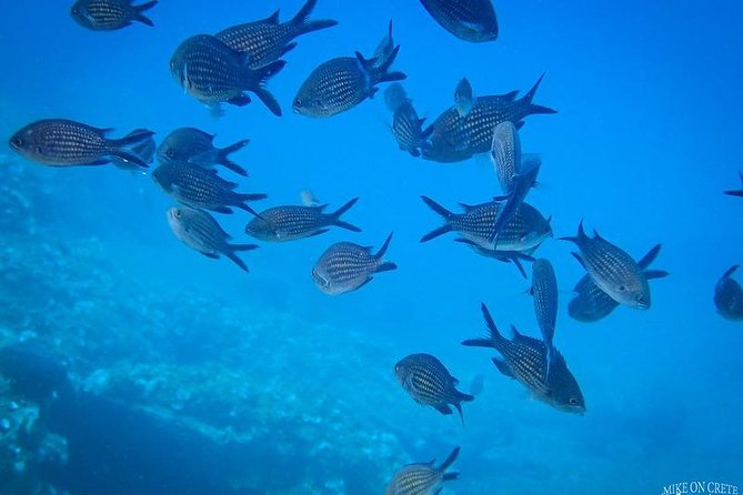 Heraklion: Scuba Diving Experience for First-Timers - Your time in the water at Ligaria: what to expect and how long it lasts