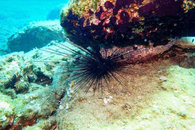 Heraklion: Scuba Diving Experience for First-Timers - Transfer and timing: pickup, van ride, and the 5pm–6pm return reality