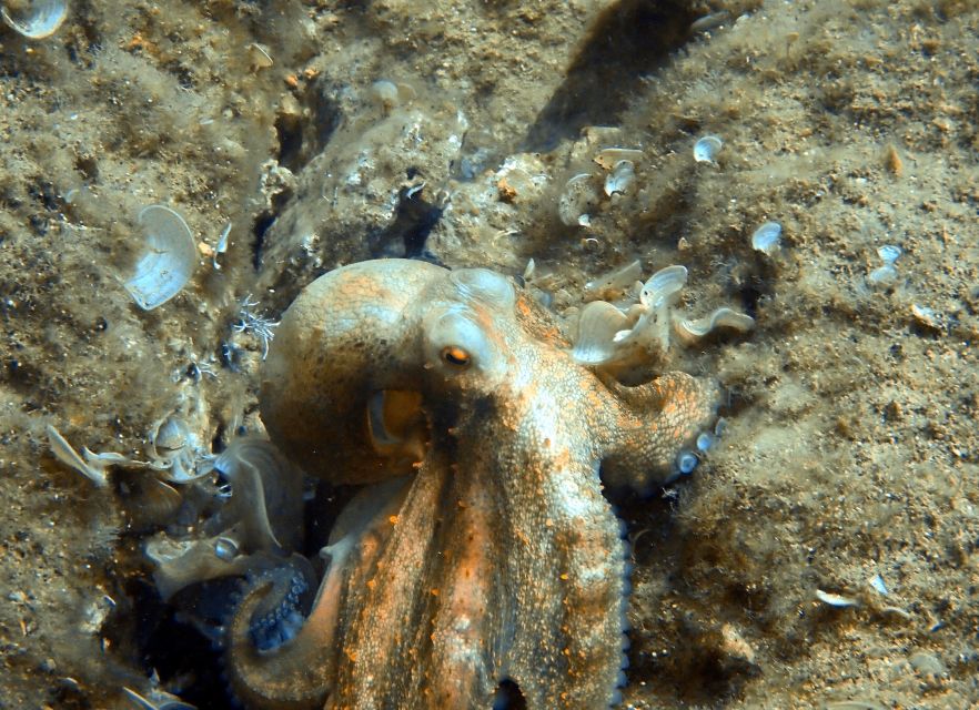 Heraklion: Scuba Diving Experience for First-Timers - Who should book this Heraklion-area first scuba experience