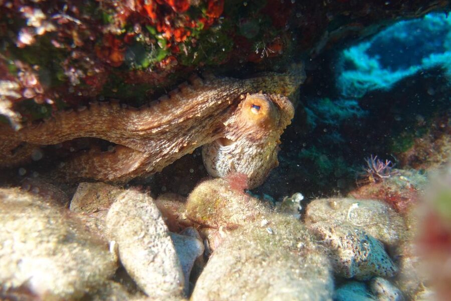 Heraklion: Try Scuba Diving - Price and Value: Is $76 Worth It?