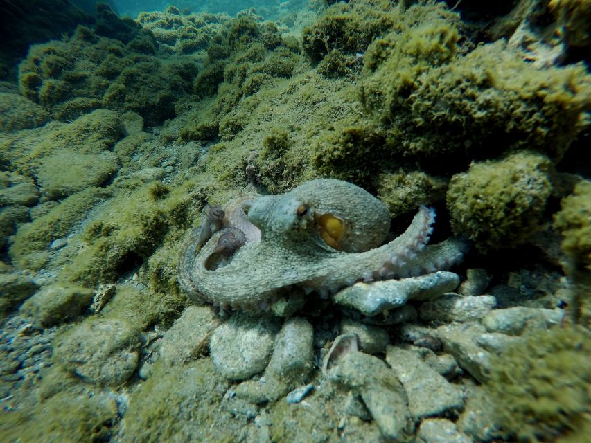 Heraklion: Try Scuba Diving For Beginners (1 dive) - What you’ll see: Cretan sea life, good visibility, and the fun surprises