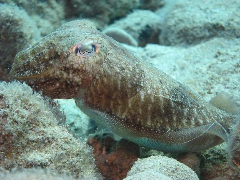Hersonissos, Stalida: Scuba Diving Experience for beginners - Key things I think you’ll care about most