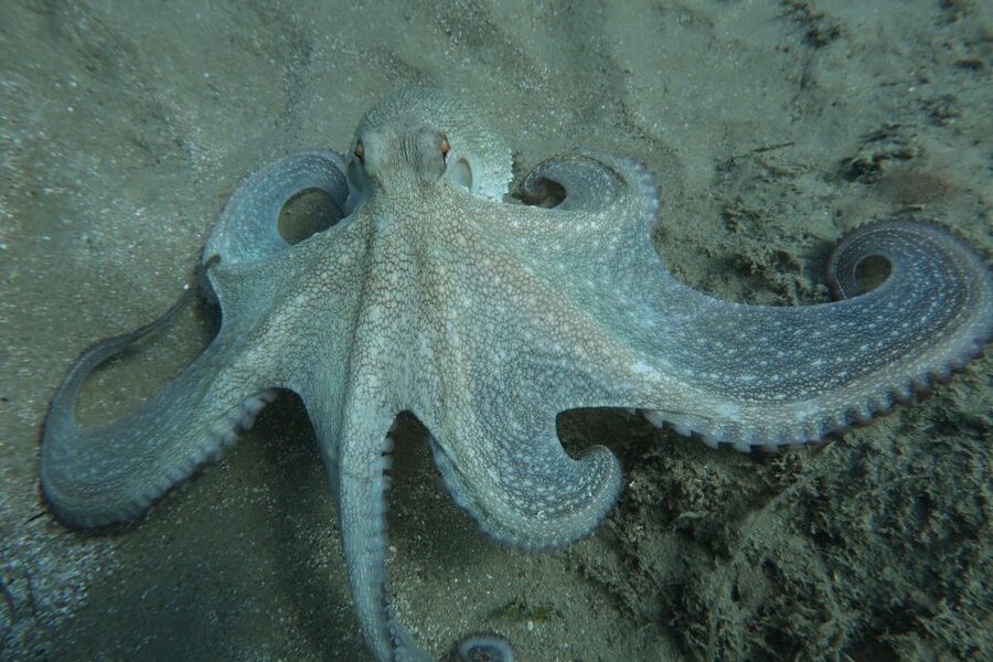 Hersonissos, Stalida: Scuba Diving Experience for beginners - What to bring and wear (so the day feels smooth)