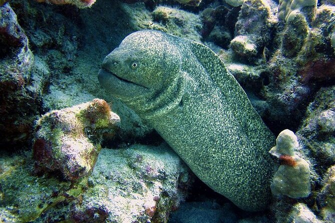 Hilo's Remote Tropical Reef 2 Tank Boat Dive - Key Things I’d Put On Your Radar