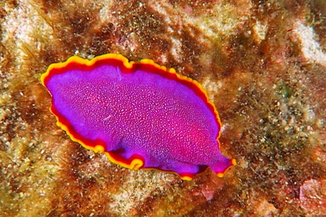 Hilo's Remote Tropical Reef 2 Tank Boat Dive - The Boat Route: Mauna Kea Views, Waterfalls, Hamakua Coast, and Old Sugar Mill Stops