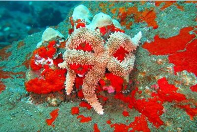 Hilo's Remote Tropical Reef 2 Tank Boat Dive - The Underwater Plan: What You Actually Experience on Two Tanks