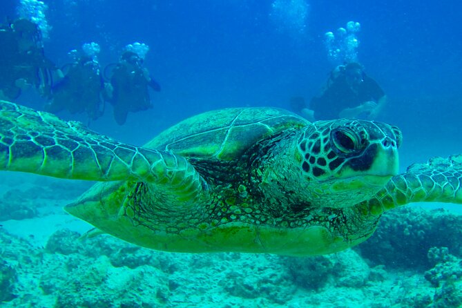 Hilo's Remote Tropical Reef 2 Tank Boat Dive - Meet the Crew: Safe, Friendly, and Focused on Easy Flow