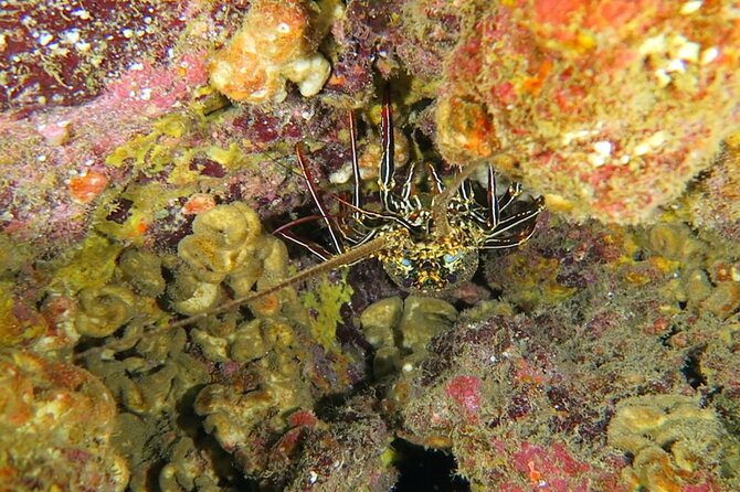 Hilo's Remote Tropical Reef 2 Tank Boat Dive - Gear, Snacks, and Timing: The Stuff That Makes Four Hours Feel Like a Full Day
