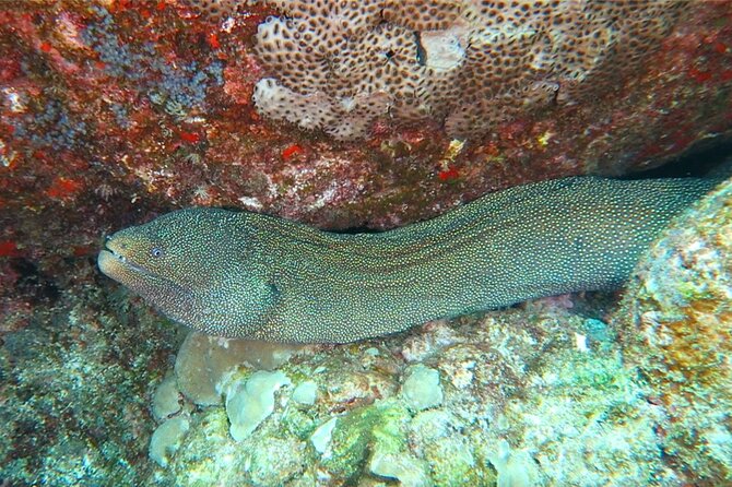 Hilo's Remote Tropical Reef 2 Tank Boat Dive - Small-Group Reality: Why a Six-Person Limit Changes the Feel