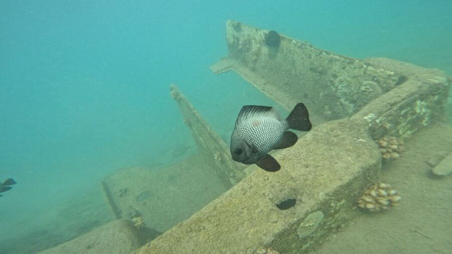 Honolulu: Beginner Scuba Diving Tour With Free Videos - Key Points You Should Care About