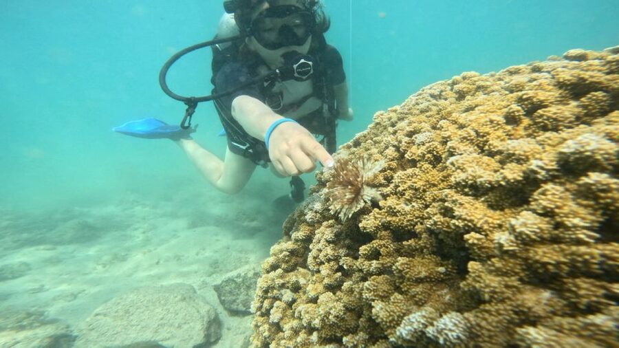 Honolulu: Beginner Scuba Diving Tour With Free Videos - Getting Comfortable Under Pressure: What the Instructor Does Well