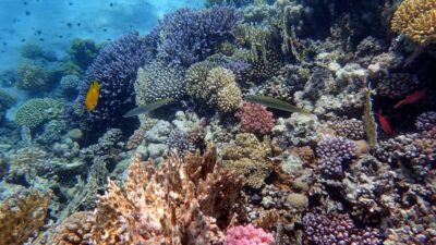 Hurghada: 1 day DIVING Refrechment, Check Dives and Dolphins - The 7-hour day flow: transfers, refresher, check immersion, reef sessions, lunch