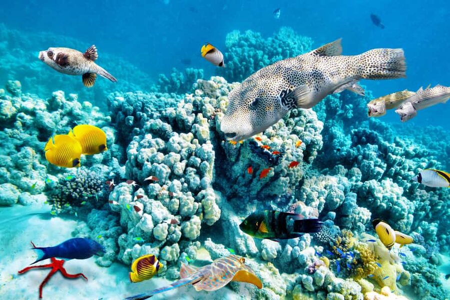 Hurghada: Beginners Scuba Diving Full-Day Boat Trip & Lunch - Lunch, drinks, and the rhythm between water stops