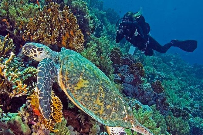 Hurghada Daily Scuba Dive Trip - Key Things I’d Focus On