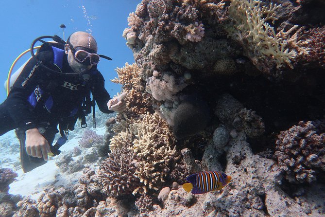 Hurghada Daily Scuba Dive Trip - Hurghada Underwater Sessions: How This Day Trip Really Works