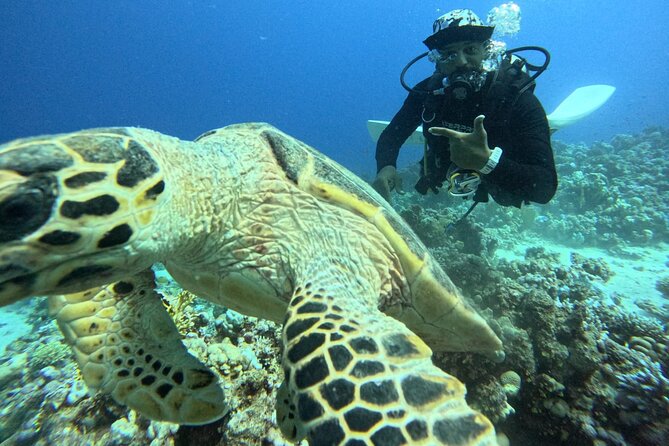 Hurghada Diving Adventure one Day with two Dives Boat Trip - Safety and Guide Quality: Why a PADI-Style Team Changes the Day