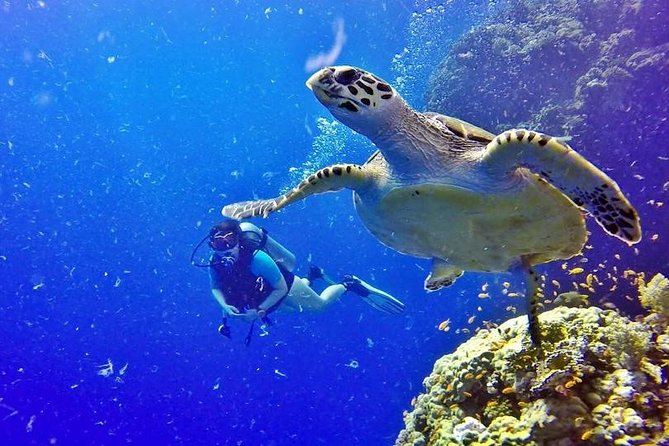 Hurghada: Full-Day Diving Tour with Lunch & Two Dive Sites - Why This Hurghada Scuba Day Works (Even If You’re a Beginner)