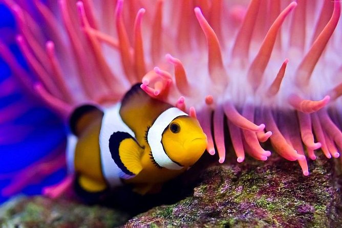 Hurghada: Full-Day Diving Tour with Lunch & Two Dive Sites - Price and Value: What $26 Actually Covers
