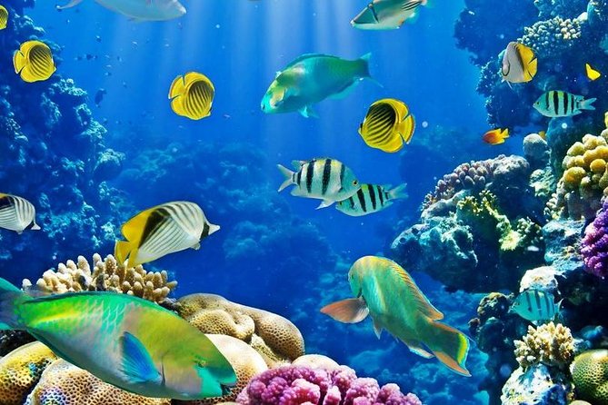 Hurghada: Full-Day Diving Tour with Lunch & Two Dive Sites - Meeting the Crew on Board (White Dolfin Gets a Mention)