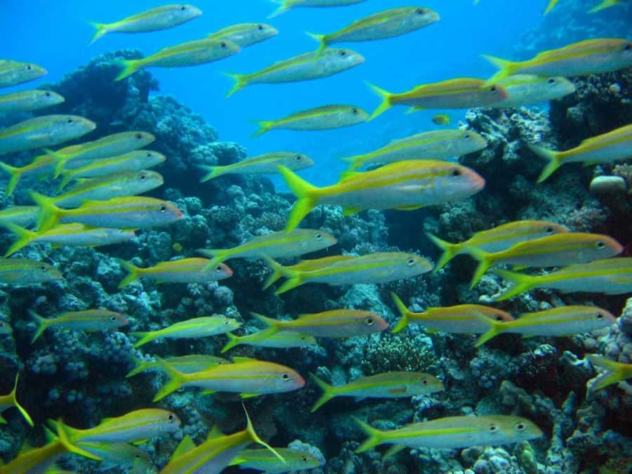 Hurghada: Full-Day Scuba Diving Tour with 2 Sites and Lunch - Key things that make this Hurghada scuba tour work