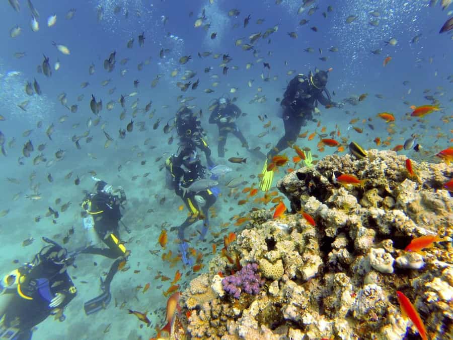 Hurghada: Full-Day Scuba Diving Tour with 2 Sites and Lunch - What to bring (and who should sit this one out)