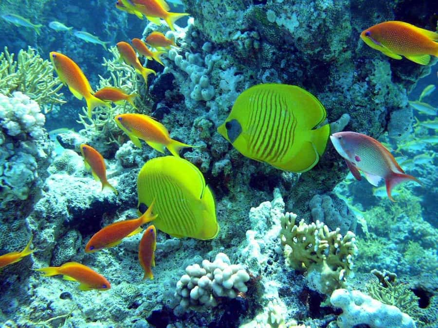 Hurghada: Full-Day Scuba Diving Tour with 2 Sites and Lunch - The equipment and briefing: the part that makes first-timers comfortable
