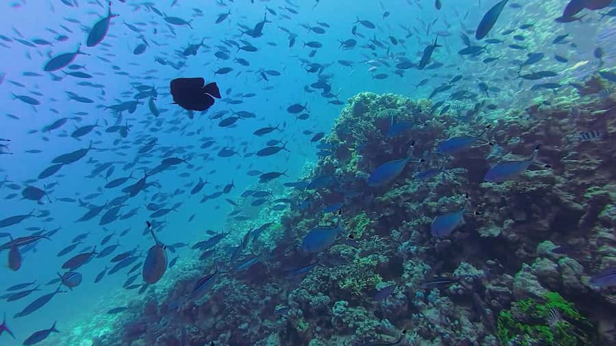 Hurghada: Full-Day Scuba Diving Tour with 2 Sites and Lunch - Two underwater sites up to 10 meters: how the day is structured