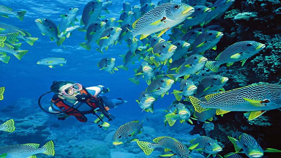 Hurghada:Luxury Diving & Snorkeling inc/Island/Lunch/Massage - Why This Hurghada Red Sea Yacht Day Feels Like Good Value