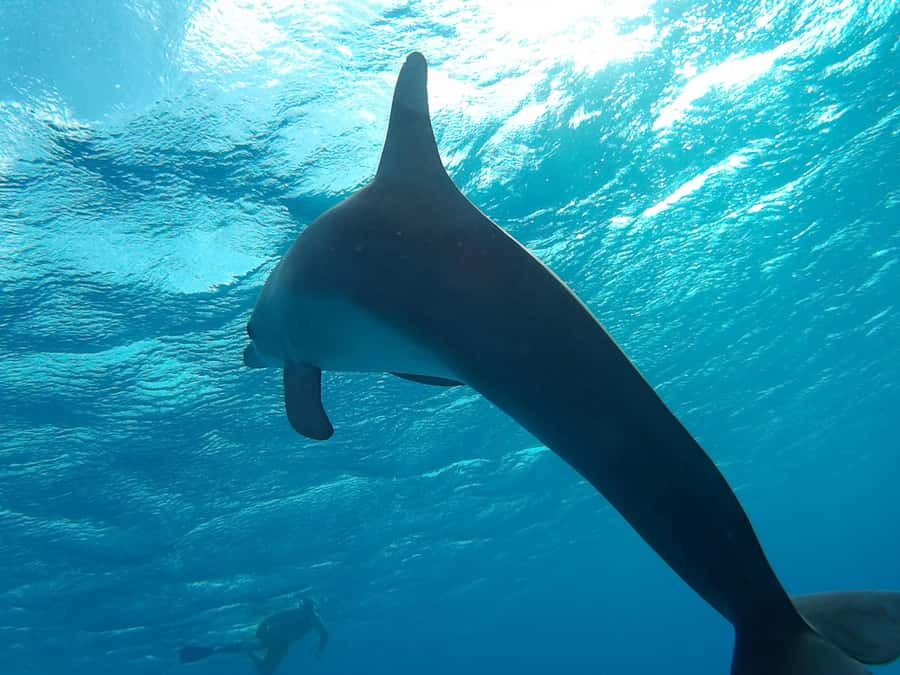 Hurghada: Luxury Orange Bay w/Snorkeling, Massage and Diving - Who Should Book This Hurghada Yacht Day (and Who Should Skip)