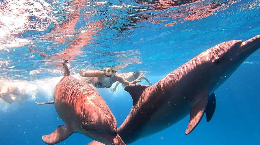Hurghada: Orange Bay Snorkeling cruise and optional diving - Optional Scuba: If You Want More Than Snorkeling